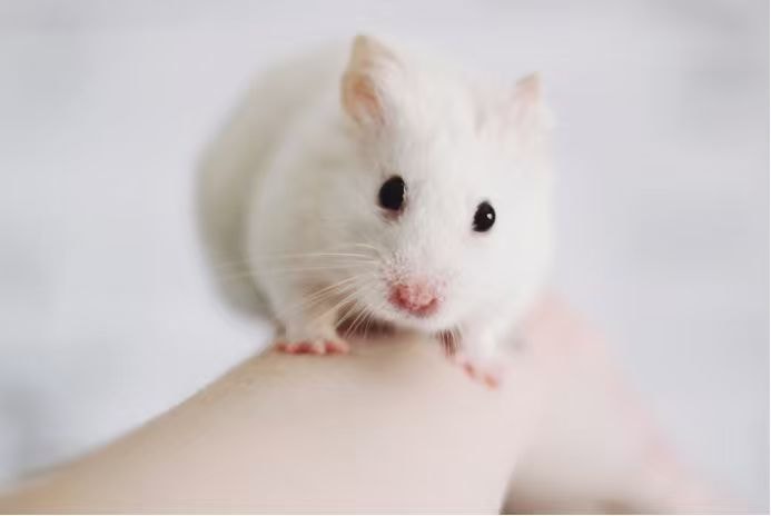 White laboratory mouse, illustrating the shift away from animal models
