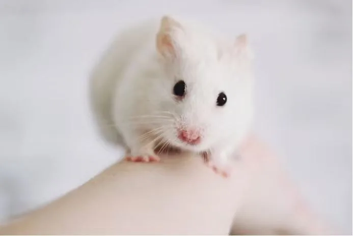 White laboratory mouse, illustrating the shift away from animal models