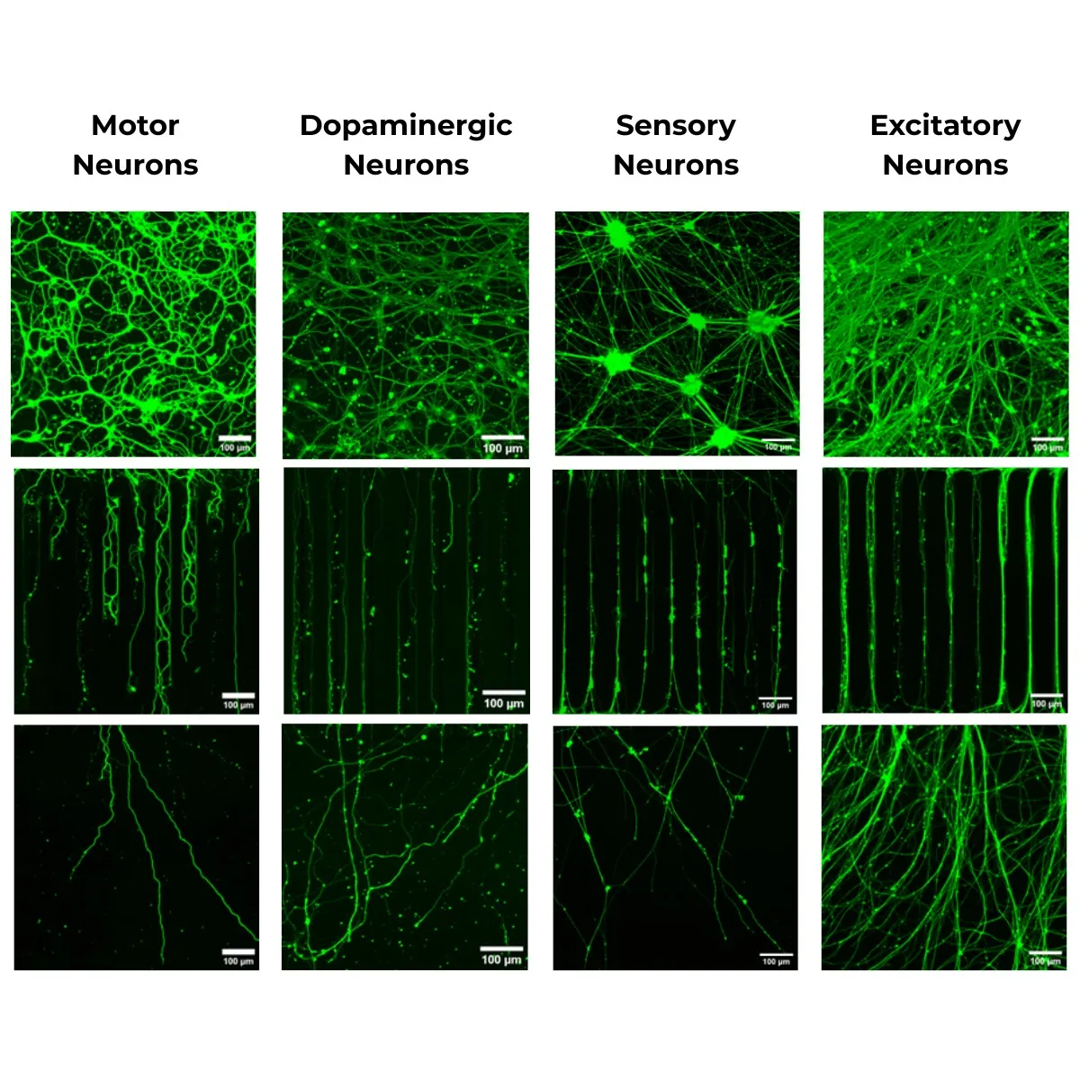 NeuroHTS™ key capability 2