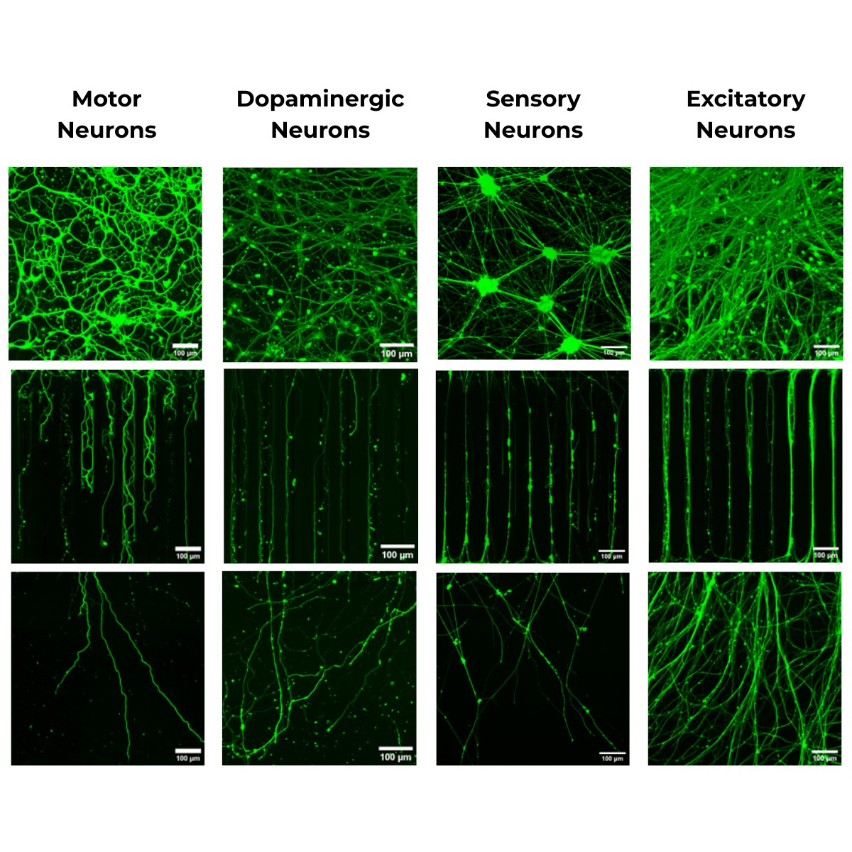 NeuroHTS™ key capability 2