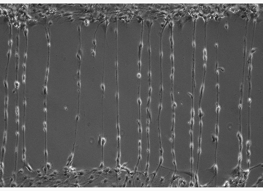 Representative imaging output 4 from Ananda Devices' platforms