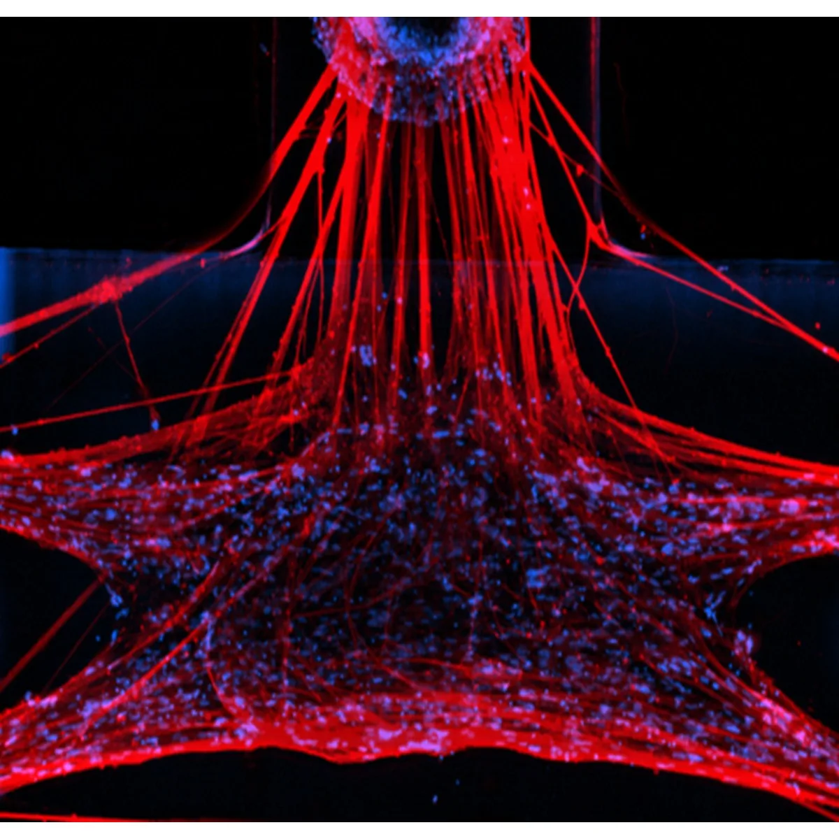 Immunofluorescence micrograph of a neuromuscular junction on the NeuroMuscle™ platform