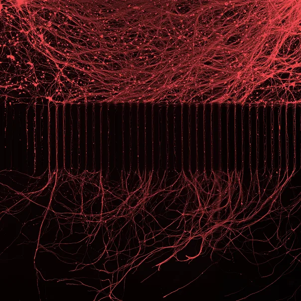 Fluorescent microscopy image of human neuronal networks