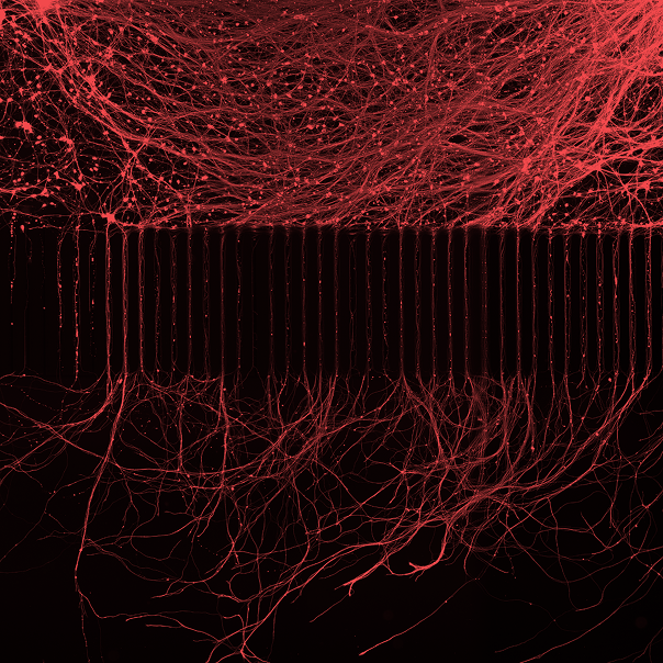 Fluorescent microscopy image of human neuronal networks